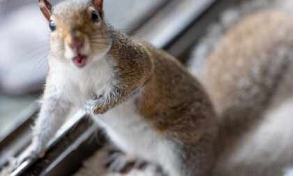 Squirrel and Crow VR Video Squirrel and Crow VR