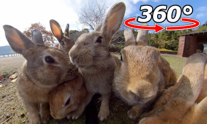 VR 360° | There were three at first! Before you know it, it's increasing!