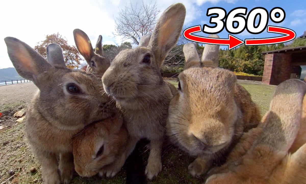 VR 360° | There were three at first! Before you know it, it's increasing!