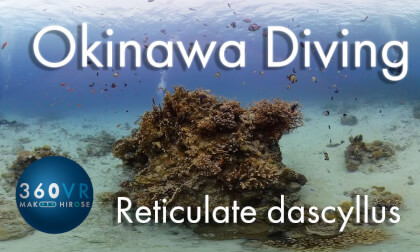 Okinawa Diving [ Reticulate dascyllus ]