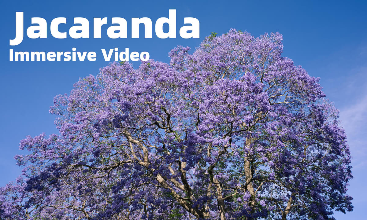 悉尼的蓝花楹  Jacaranda in Sydney