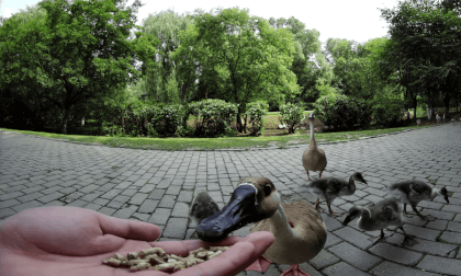 Wild ducks in a city park in northeast China.（TECHE 3D180VR）