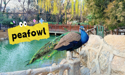 peafowl