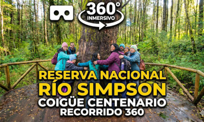 Coigüe Centenario Reserva Nacional Rio SImpson Patagonia Chile