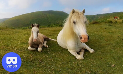 VR180 3D HORSES LONG MYND