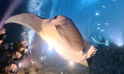 Manta Dreams (Cinematic 360° Film)