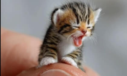 little kitten