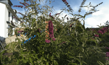Dovetail butterflies VR Video Dovetail butterflies VR