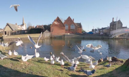 Gulls and Swans