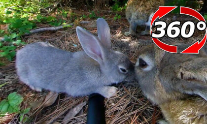 [360 Video] You can do it! A timid gray rabbit!