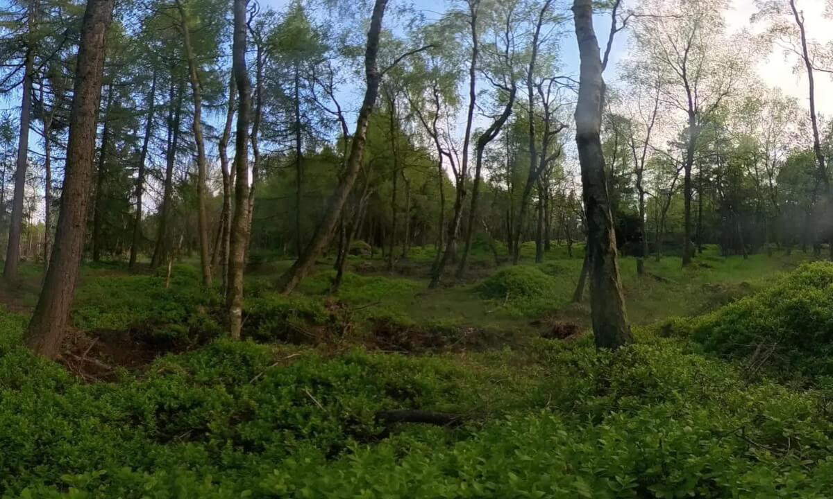 meditation at morning in forrest