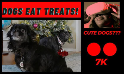 Happy Dogs Crunching Treats by the Christmas Tree