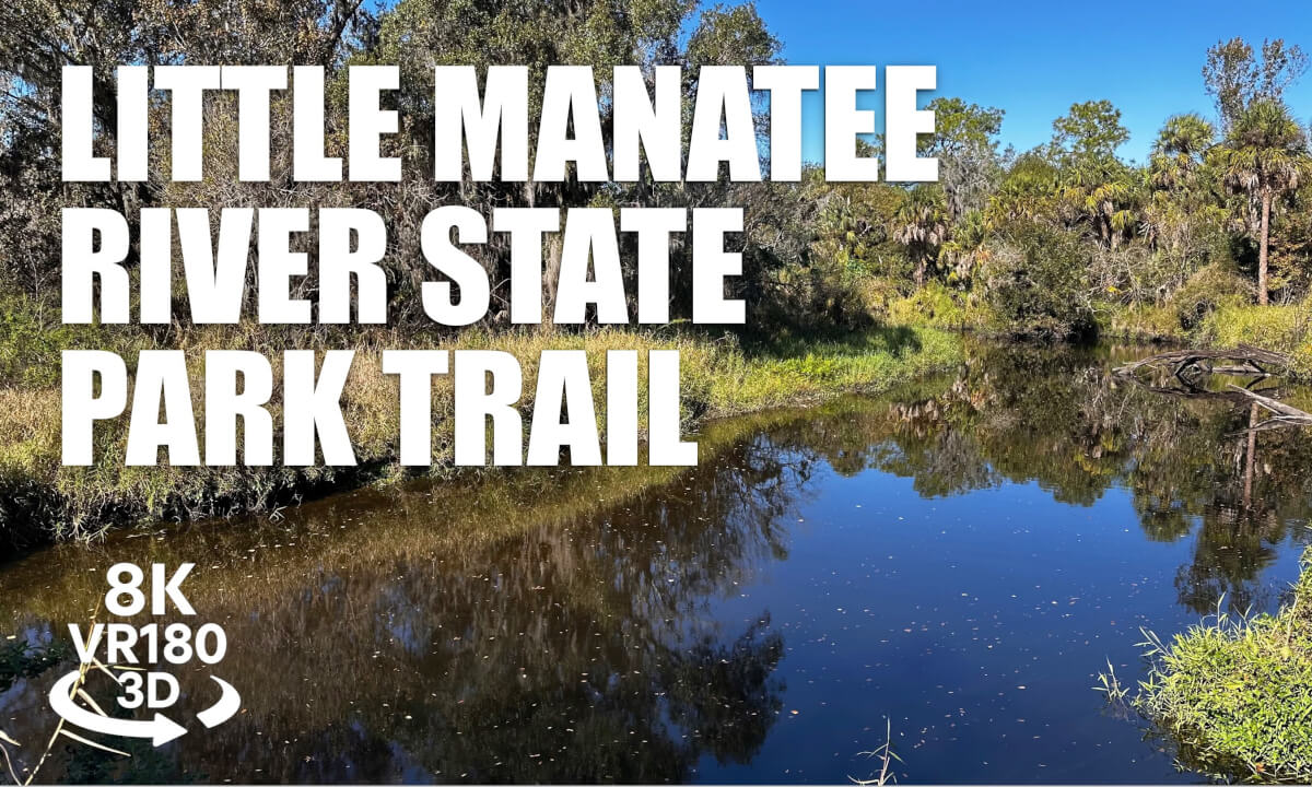 Little Manatee River State Park Hiking Trail VR180 8K 3D Pine Forest Wilderness | VR视频 8K 3D動画 VR旅行
