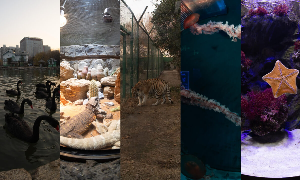 Random Jottings at the Zoo