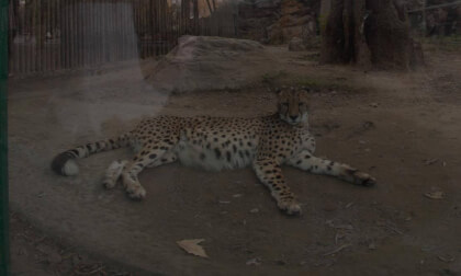Cheetah