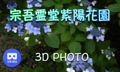 Sogo Reido Hydrangea Garden Sogo Reido Hydrangea Garden