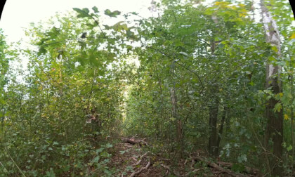 Walking through a young maple forest in early autumn VR180 3D