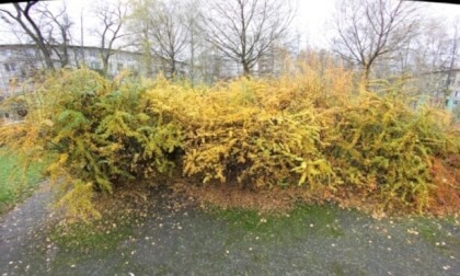 Fall in Saint-Petesburg | Bush