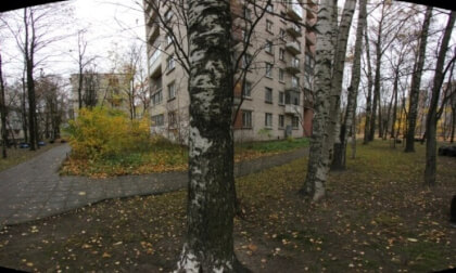 Fall in Saint-Petersburg | Birch trees