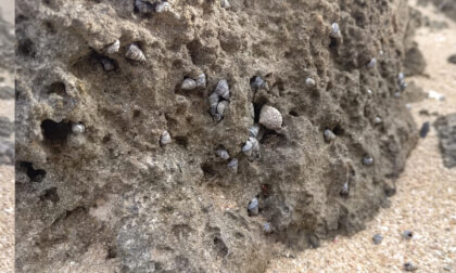 Hermit Crab Rent-A-Center