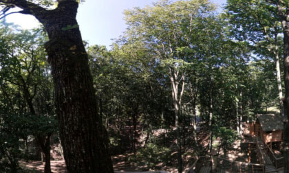 Treehouse