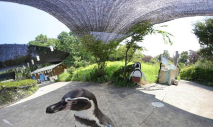 PENGIN