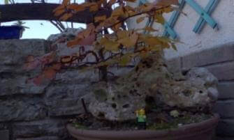 LEGO figure and the giant tree