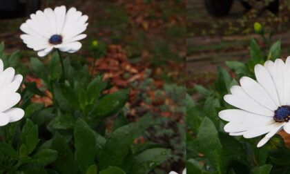 22_Flowers_Butterflies_SBS_FLAT