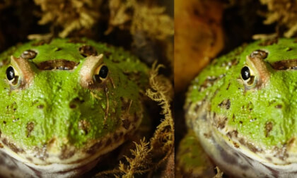 My little Frog in 3D