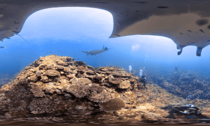 Manta Ray マンタ Okinawa, Japan