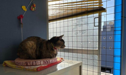 Chief Editor O-chan looking out the window / 窓の外を眺める編集長おーちゃん