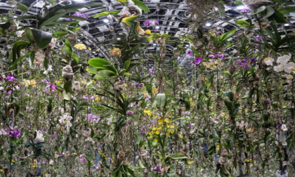 TeamLab Planets Forest (VR180)