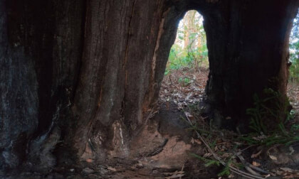 Burnt Out Tree - Cambusnethan Priory