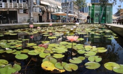 Pond near the market