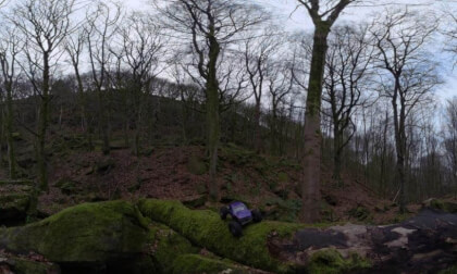 a crawler on a tree