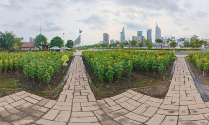Sunflower Park