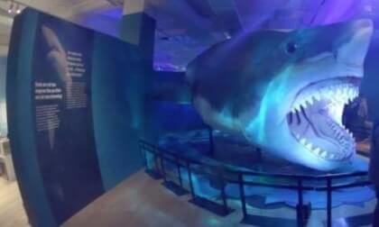 ROM - Sharks Exhibit (2026-01-18) - Photo 001