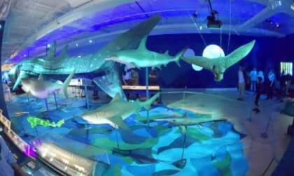 ROM - Sharks Exhibit (2026-01-18) - Photo 002