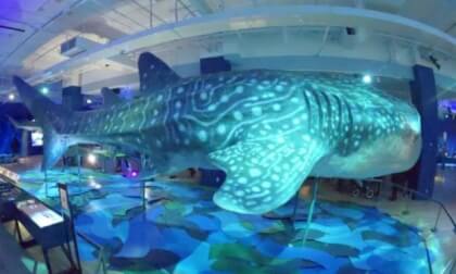 ROM - Sharks Exhibit (2026-01-18) - Photo 003