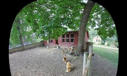 Hen Pen