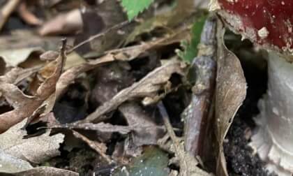 Pilze Fiegenpilz