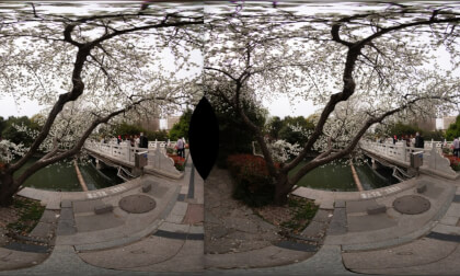 cherry blossoms1