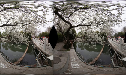 cherry blossoms2