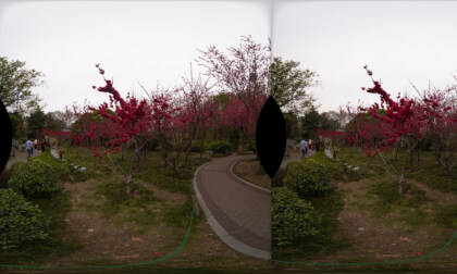 cherry blossoms3