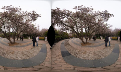 cherry blossoms4