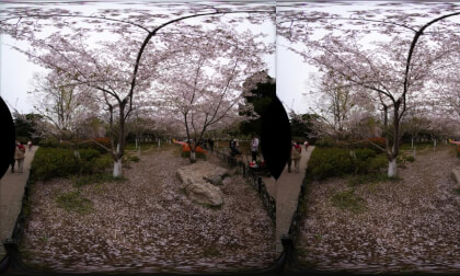 cherry blossoms5