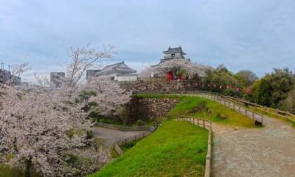 Hamamatsu Castle and Cherry Blossoms | Hamamatsu, Shizuoka, Japan