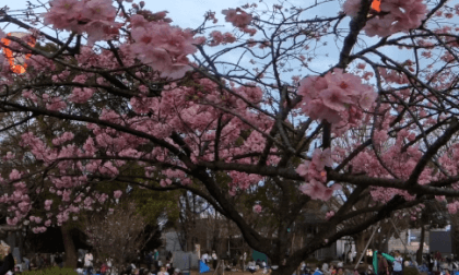 桜撮影テスト VR Photo 桜撮影テスト VR