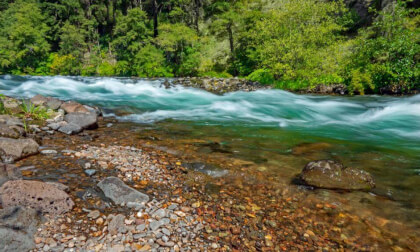 Crystal River Shoreline