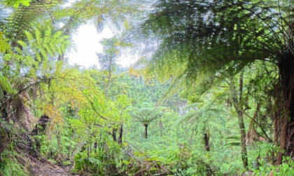 6/18 [New Zealand] The way of Raparapahoe Falls